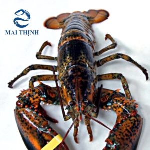 Tôm hùm Alaska